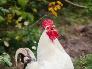 chicken acting like something stuck in throat|noodle stuck in windpipe.